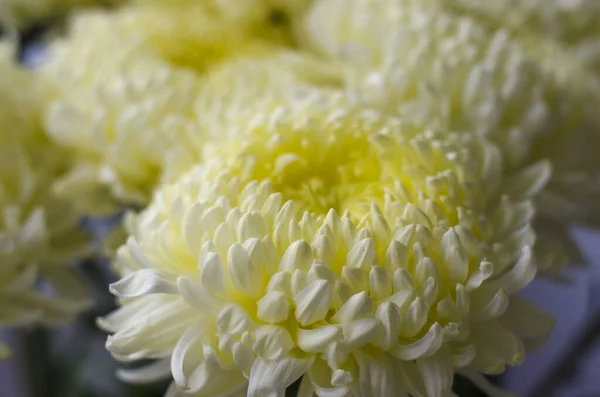 Hermosas Flores Grandes Crisantemo Amarillo Naturaleza — Foto de Stock