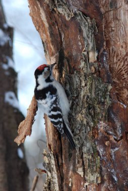 Woodpecker behind work on a tree clipart