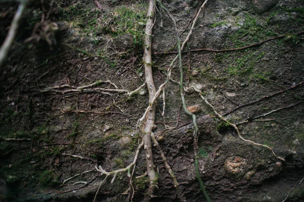 Старый Ствол Дерева Мхом — стоковое фото