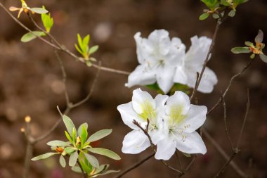 Güzel Vallota 'nın çalılarında çiçekler. Bahar fotoğrafı. Yakın plan.
