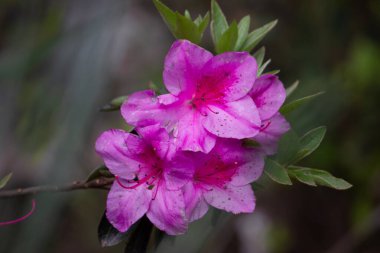 Güzel Vallota 'nın çalılarında çiçekler. Bahar fotoğrafı. Yakın plan.