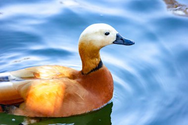 Vahşi ördek Ogary gölde yüzer