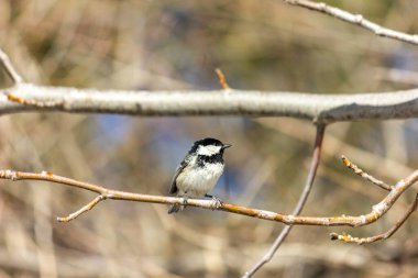 Muscovite, black tit. A bird in the forest sits on a branch, the sun is shining.