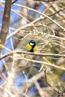 Close-up of a bird sitting on a branch in the forest. Yellow big tit.