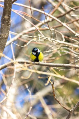 Close-up of a bird sitting on a branch in the forest. Yellow big tit.