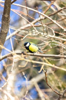 Close-up of a bird sitting on a branch in the forest. Yellow big tit.