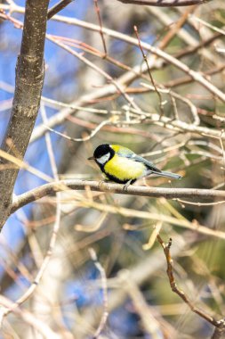 Close-up of a bird sitting on a branch in the forest. Yellow big tit.