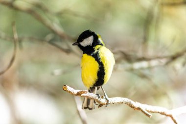 Close-up of a bird sitting on a branch in the forest. Yellow big tit.