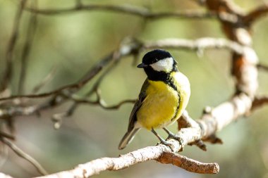 Close-up of a bird sitting on a branch in the forest. Yellow big tit.