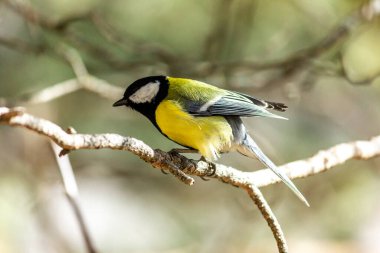 Close-up of a bird sitting on a branch in the forest. Yellow big tit.