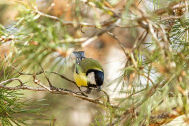 Close-up of a bird sitting on a branch in the forest. Yellow big tit.