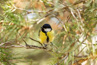 Close-up of a bird sitting on a branch in the forest. Yellow big tit.