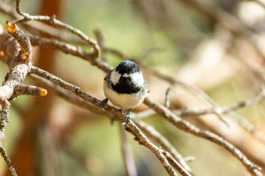 Muscovite, black tit. A bird in the forest sits on a branch, the sun is shining. clipart