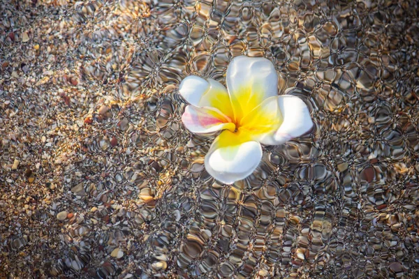 Plumeria Bloem Geel Met Witte Hawaïaanse Frangipani Bloem — Stockfoto