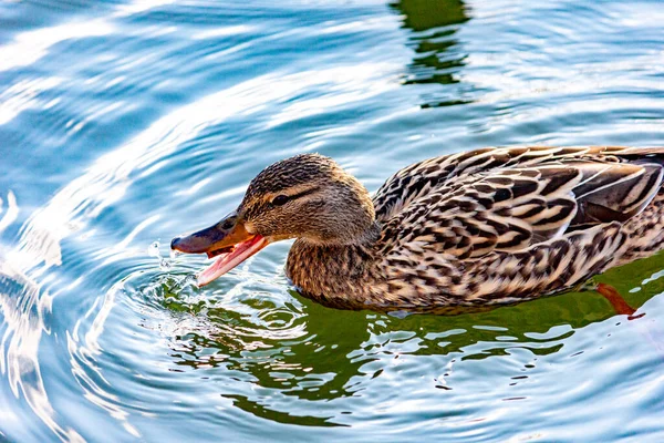 Wild duck Mallard swims on the lake.