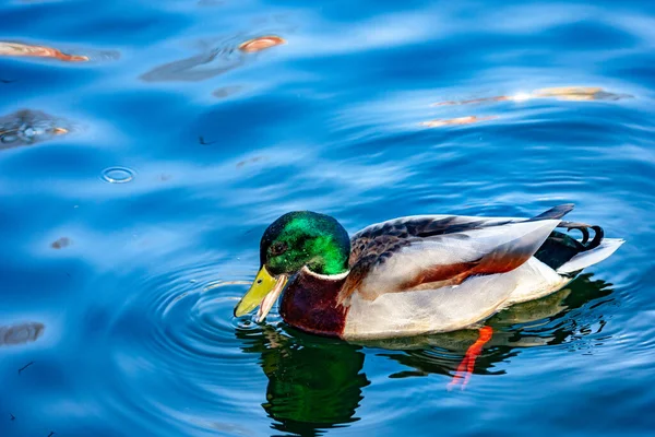 Wild duck Mallard swims on the lake.