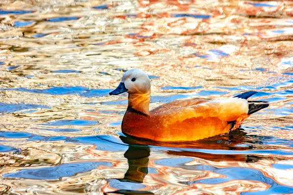 Pato Selvagem Ogary Nada Lago — Fotografia de Stock