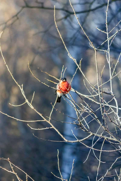 Bullfinch Pássaro Senta Ramo Floresta — Fotografia de Stock