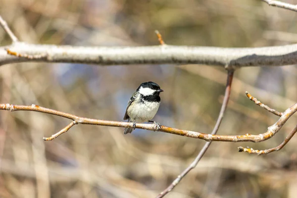 Muscovita Teta Preta Pássaro Floresta Senta Galho Sol Está Brilhando — Fotografia de Stock