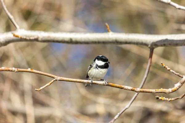 Muscovite Black Tit Bird Forest Sits Branch Sun Shining — Stockfoto