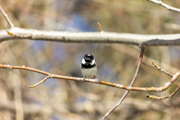 Muscovite Black Tit Bird Forest Sits Branch Sun Shining — 스톡 사진