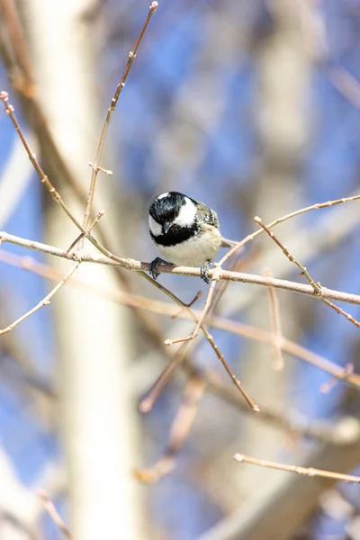 Muscovite Black Tit Bird Forest Sits Branch Sun Shining — 스톡 사진