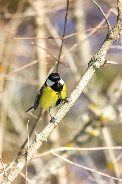 Close Bird Sitting Branch Forest Yellow Big Tit — Stockfoto