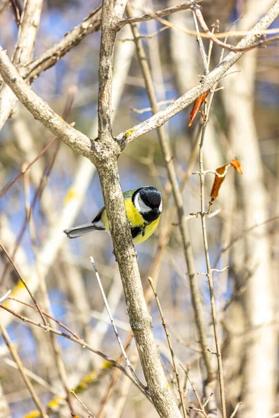 Close Bird Sitting Branch Forest Yellow Big Tit — 스톡 사진