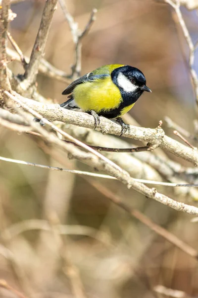 Close Bird Sitting Branch Forest Yellow Big Tit — Zdjęcie stockowe