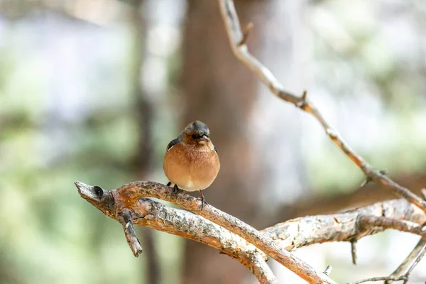 Pássaro Finch Senta Ramo Floresta — Fotografia de Stock