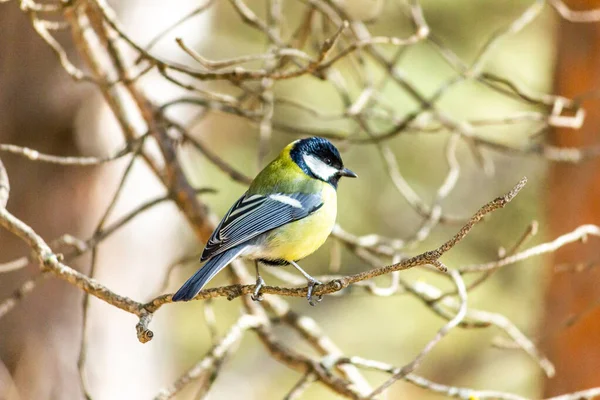 Close Bird Sitting Branch Forest Yellow Big Tit — Stock Fotó