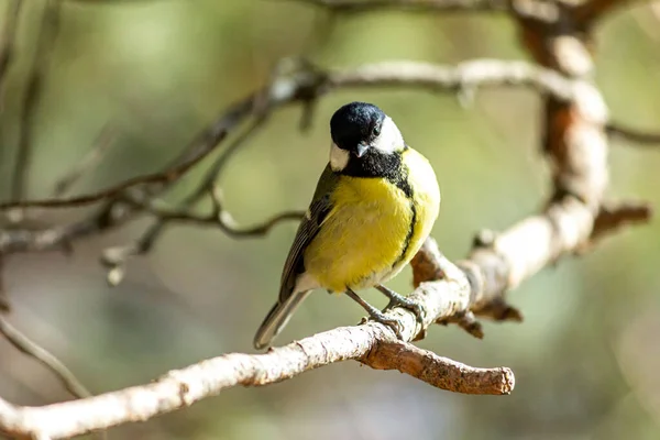 Close Bird Sitting Branch Forest Yellow Big Tit — Stock Fotó