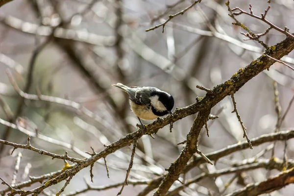 Muscovite Black Tit Bird Forest Sits Branch Sun Shining — Stok fotoğraf