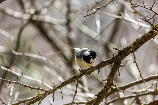 Muscovite, black tit. A bird in the forest sits on a branch, the sun is shining.
