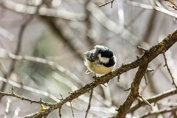 Muscovite Black Tit Bird Forest Sits Branch Sun Shining — 스톡 사진