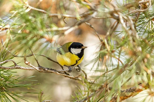 Close Bird Sitting Branch Forest Yellow Big Tit — Stockfoto