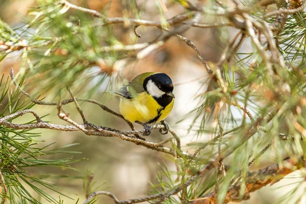 Primer Plano Pájaro Sentado Una Rama Bosque Amarillo Teta Grande —  Fotos de Stock