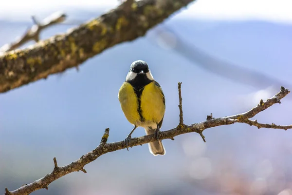 Gros Plan Oiseau Assis Sur Une Branche Dans Forêt Jaune — Photo