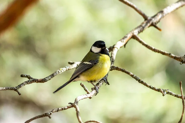 Close Bird Sitting Branch Forest Yellow Big Tit — 스톡 사진