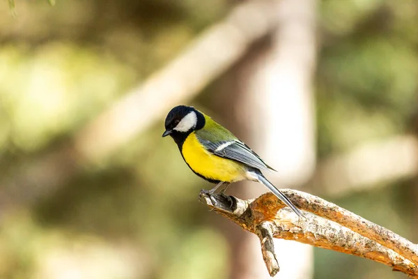 Primo Piano Uccello Seduto Ramo Della Foresta Giallo Grande Tetta — Foto Stock