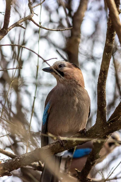 Gros Plan Oiseau Mockingja — Photo