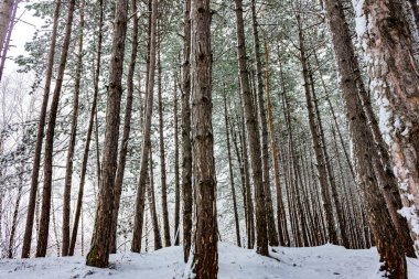 Yeni yılda özgeçmiş ve dokular. Ormandaki ilk kar köknar ağaçları ve yaprak döken ağaçların arasında. Doğada kış karı.