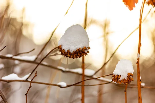 The first autumn snow fell in the forest, tree branches and grass in the snow in winter.