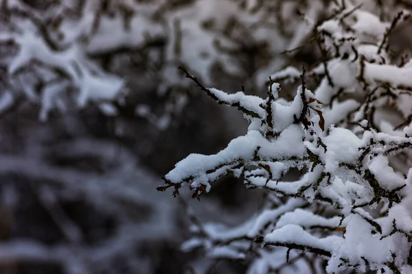 První Podzimní Sníh Padal Větve Stromů Sněhu — Stock fotografie