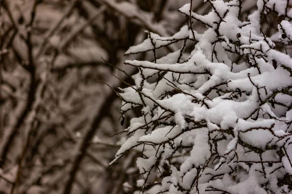 Primera Nieve Otoño Cayó Ramas Árboles Nieve —  Fotos de Stock
