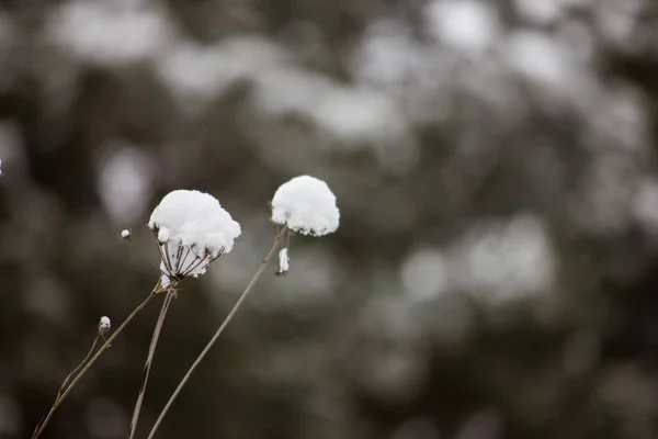 Primera Nieve Otoño Cayó Bosque Las Ramas Los Árboles Hierba —  Fotos de Stock