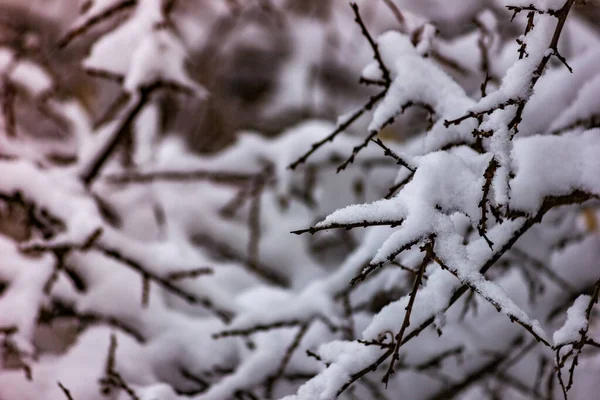 Cadde Prima Neve Autunnale Rami Albero Nella Neve — Foto Stock