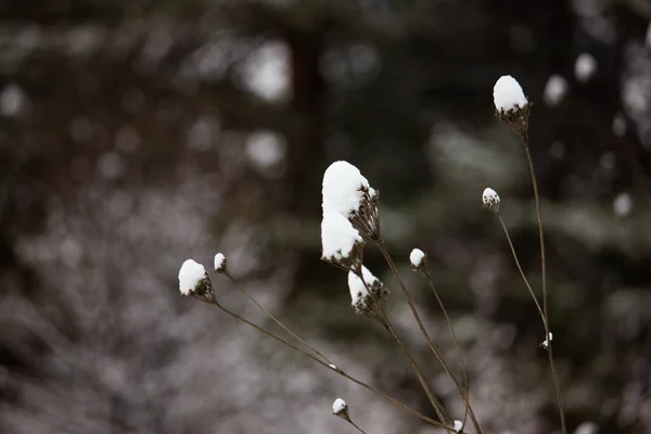 Primera Nieve Otoño Cayó Bosque Las Ramas Los Árboles Hierba —  Fotos de Stock