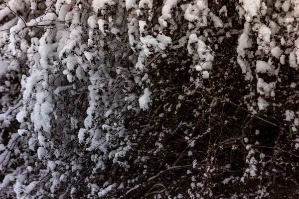 Första Höstsnön Föll Träd Grenar Snön — Stockfoto