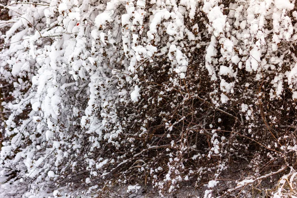 První Podzimní Sníh Padal Větve Stromů Sněhu — Stock fotografie